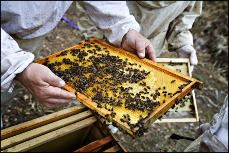 Essaim d'abeilles noires avec un apiculteur