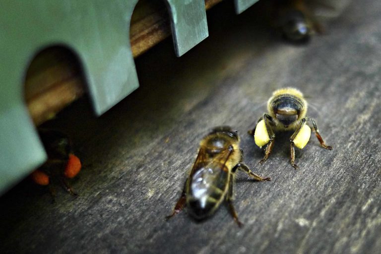 Abeilles noires devant l'entrée d'une ruche