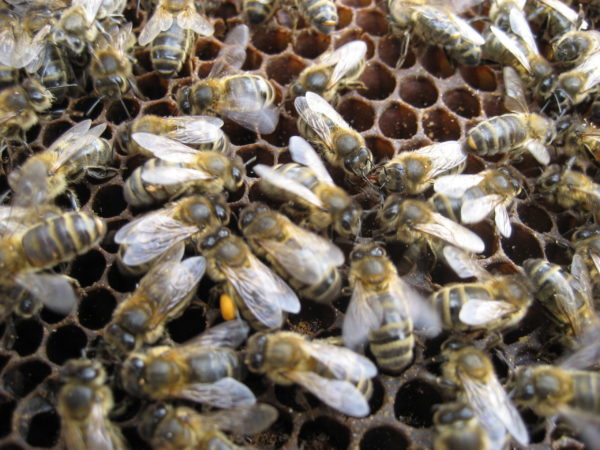 cheptel abeilles noires